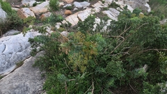 Notobubon laevigatum