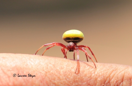 Green-pea Spider