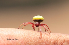 Araneus apricus