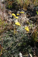 Helichrysum nanum