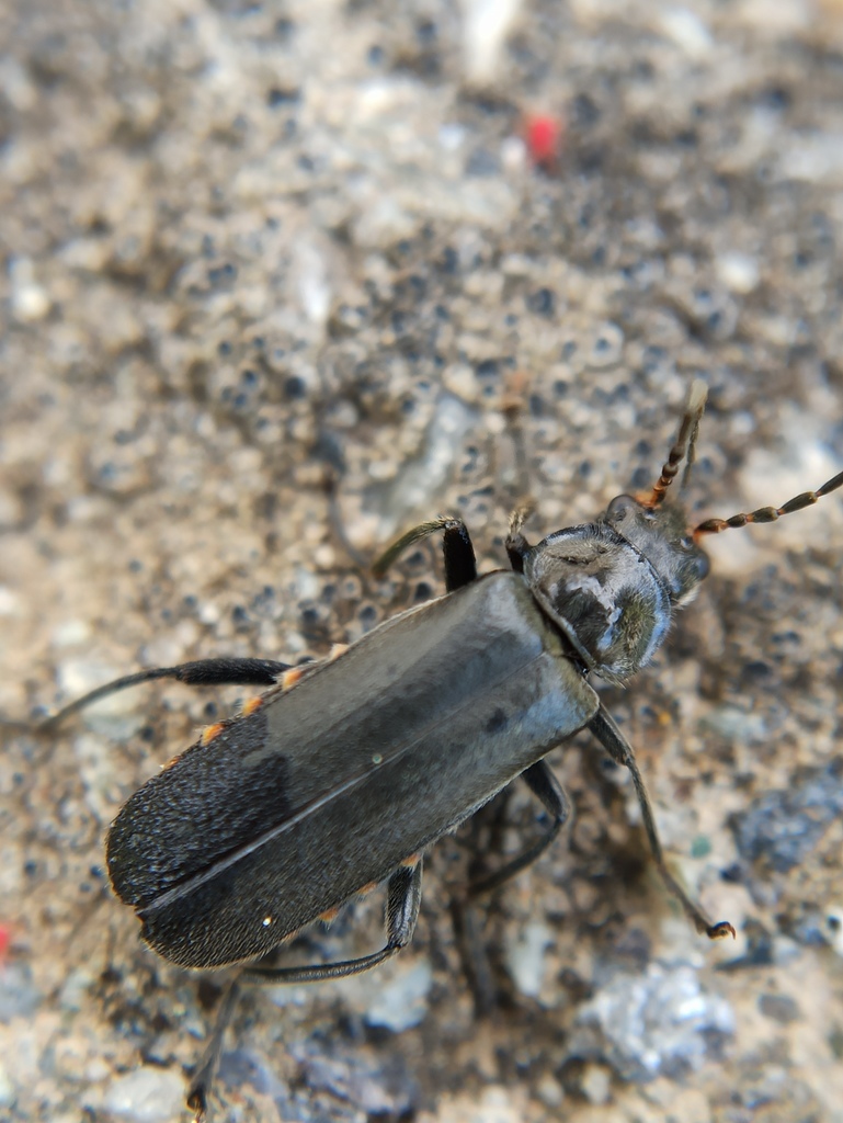 Gloomy soldier beetle