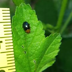 Podagrica fuscicornis