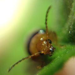 Podagrica fuscicornis