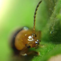 Podagrica fuscicornis