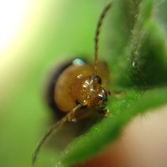 Podagrica fuscicornis