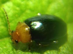 Podagrica fuscicornis