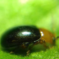 Podagrica fuscicornis