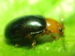 Podagrica fuscicornis