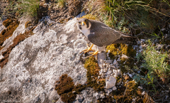 Falco peregrinus