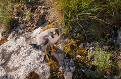 Falco peregrinus