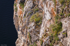 Falco peregrinus
