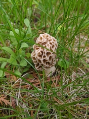 Morchella americana