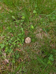 Morchella americana