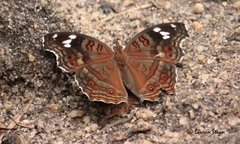 Junonia natalica