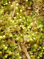 Calypogeia integristipula