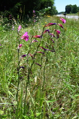 Gladiolus