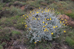 Berkheya rosulata