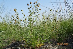 Artemisia macrocephala