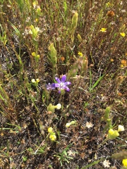 Brodiaea