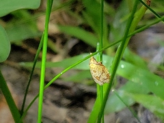 Cenopis reticulatana