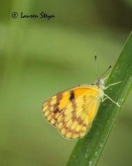 Colotis vesta