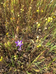 Brodiaea