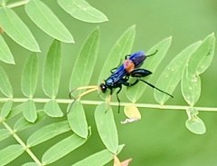 Compsocryptus fasciipennis