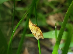 Cenopis reticulatana