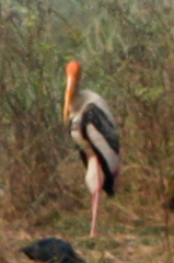 Mycteria leucocephala