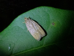 Autosticha kyotensis