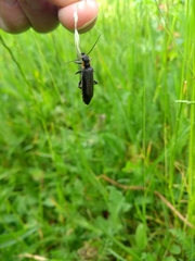 Cantharis obscura