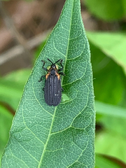 Odontota scapularis