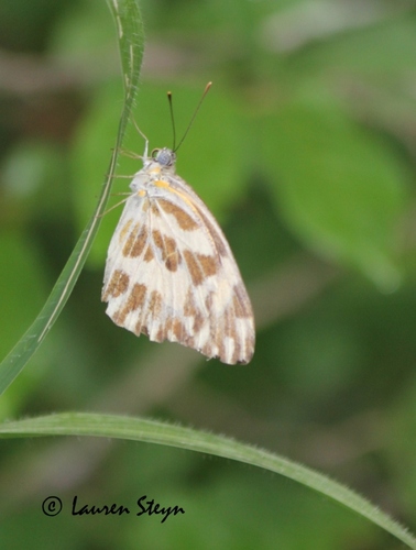 Zebra White