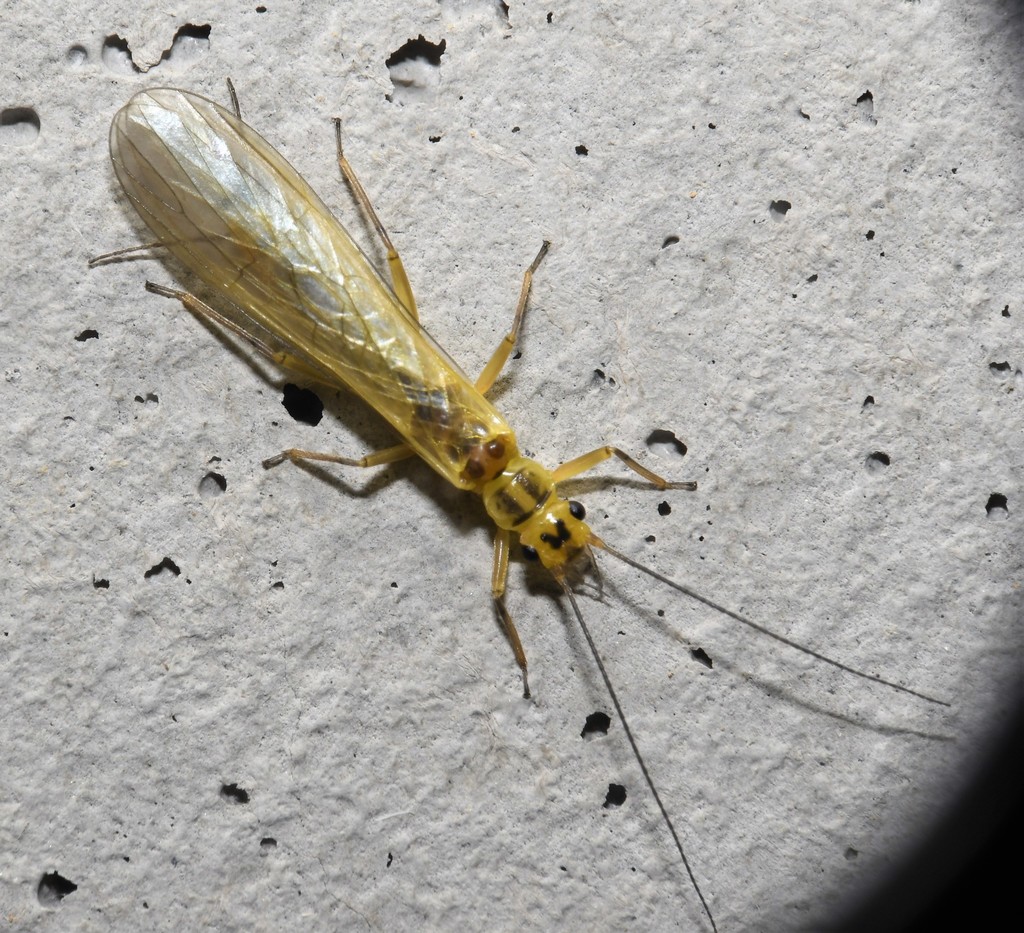 Stripetail and Springfly Stoneflies