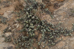 Helichrysum chionosphaerum