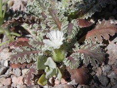 Glyptopleura marginata
