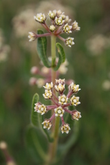 Xysmalobium parviflorum