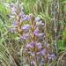 Phelipanche purpurea purpurea - Photo (c) Guglielmo Vacirca,  זכויות יוצרים חלקיות (CC BY-NC), הועלה על ידי Guglielmo Vacirca