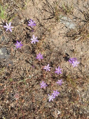 Brodiaea terrestris terrestris