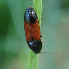 Ampedus balteatus