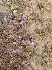 Brodiaea terrestris terrestris