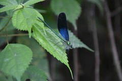 Matrona basilaris