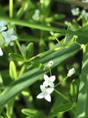 Galium obtusum