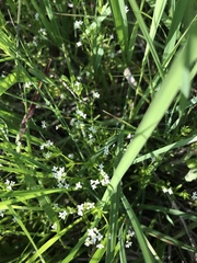 Galium obtusum