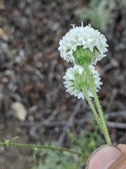 Chaenactis artemisiifolia