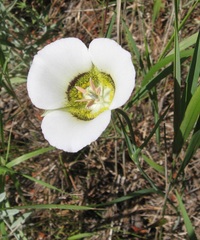 Calochortus gunnisonii
