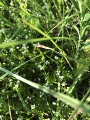 Galium obtusum