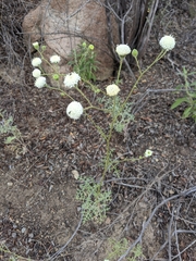 Chaenactis artemisiifolia