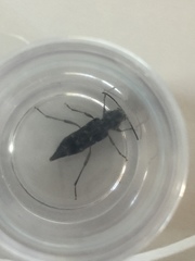 Xylotrechus nauticus