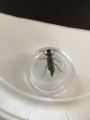 Xylotrechus nauticus